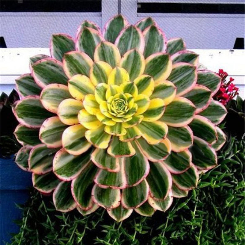 Egrow 100Pcs/Pack Aloe Cacti Agave Seeds Rare Succulent Plants Indoor Planta Agave-Americana Potted Agave Plants For Home Garden
