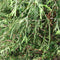 Egrow 60 Pcs/Pack Cypress Seeds  Line Cypress Tree Plant Chamaecyparis Pisifera Filifera