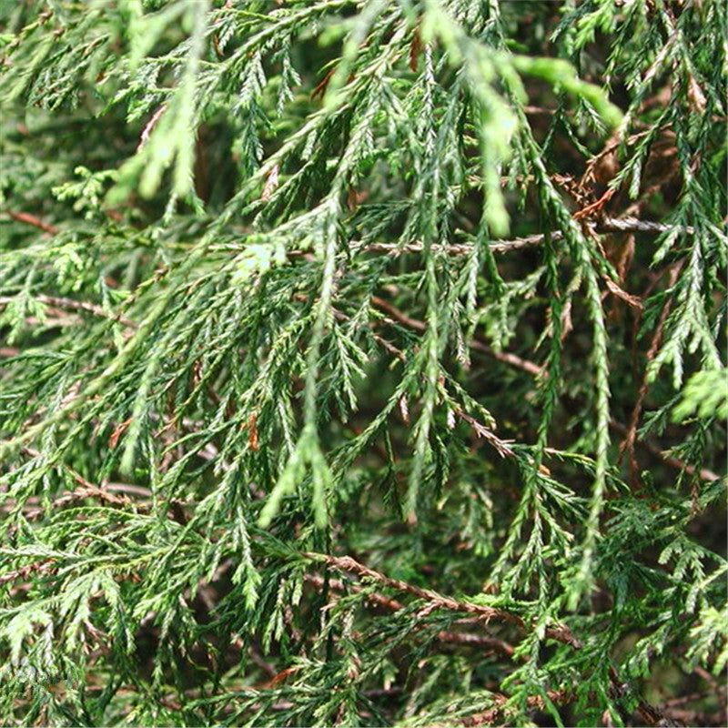 Egrow 60 Pcs/Pack Cypress Seeds  Line Cypress Tree Plant Chamaecyparis Pisifera Filifera