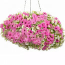 Egrow 100Pcs/Bag Petunia Seeds Petunia Plants Hanging Bonsai Mini Petunia Beautiful Flower Seeds