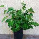 Egrow 200Pcs/Pack Christia Vespertilionis Seeds Mixed Bonsai Flowers Christia Vespertilionis Patio Garden Potted Ornamental Plants Bat Grass