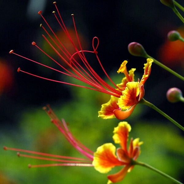 Egrow 15Pcs/pack Caesalpinia Pulcherrima Tree Seeds Perennial Greening Plants Seeds