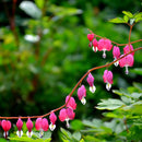 Egrow 10Pcs Dicentra Spectabilis Seeds Bleeding Heart Garden Plant Heart-Shaped Flowers