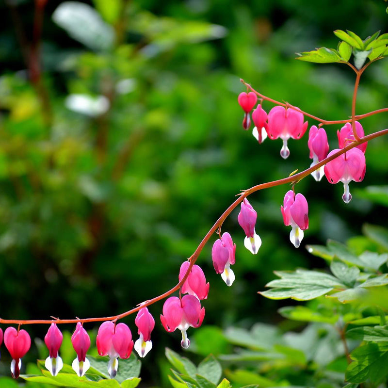 Egrow 10Pcs Dicentra Spectabilis Seeds Bleeding Heart Garden Plant Heart-Shaped Flowers