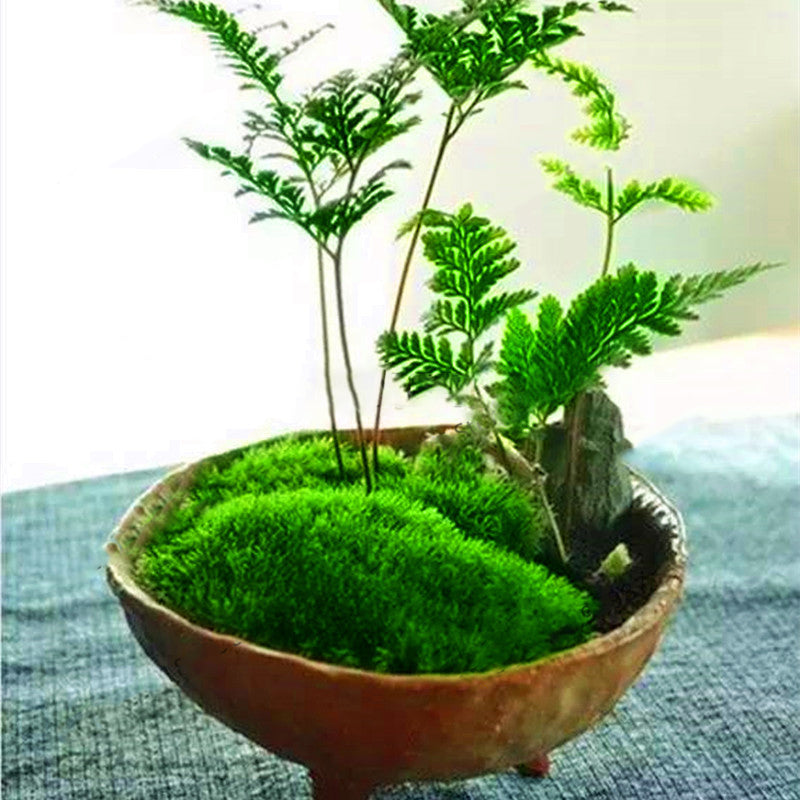 Egrow 100Pcs/Pack Moss Seeds Home DIY Bonsai Decoration Grass Seeds Potted Plants Seeds