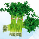 Egrow 50Pcs/Bag Small Parsley Seeds Japanese Small Parsley Seeds 50 Pcs Organic Vegetable Seeds
