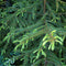 Egrow 60 Pcs/Pack Asperata Seeds Picea Asperata Fir Tree Semente Plant Spruce Tree