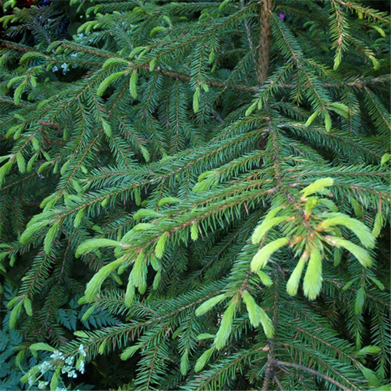 Egrow 60 Pcs/Pack Asperata Seeds Picea Asperata Fir Tree Semente Plant Spruce Tree