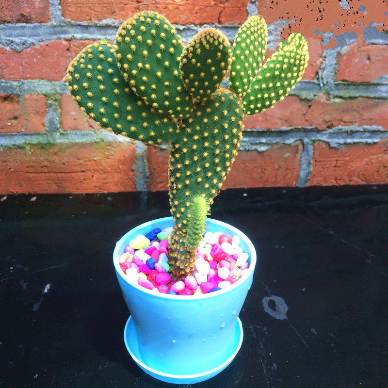 Egrow 100Pcs/Bag Opuntia Microdasys Seeds Bonsai Succulent Plants Green Radiation Protection Cactus