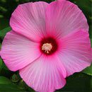 Egrow 50 Pcs/Pack Giant Hibiscus Seeds Flower Flores Beautiful Flower Bonsai Plant DIY Home Garden