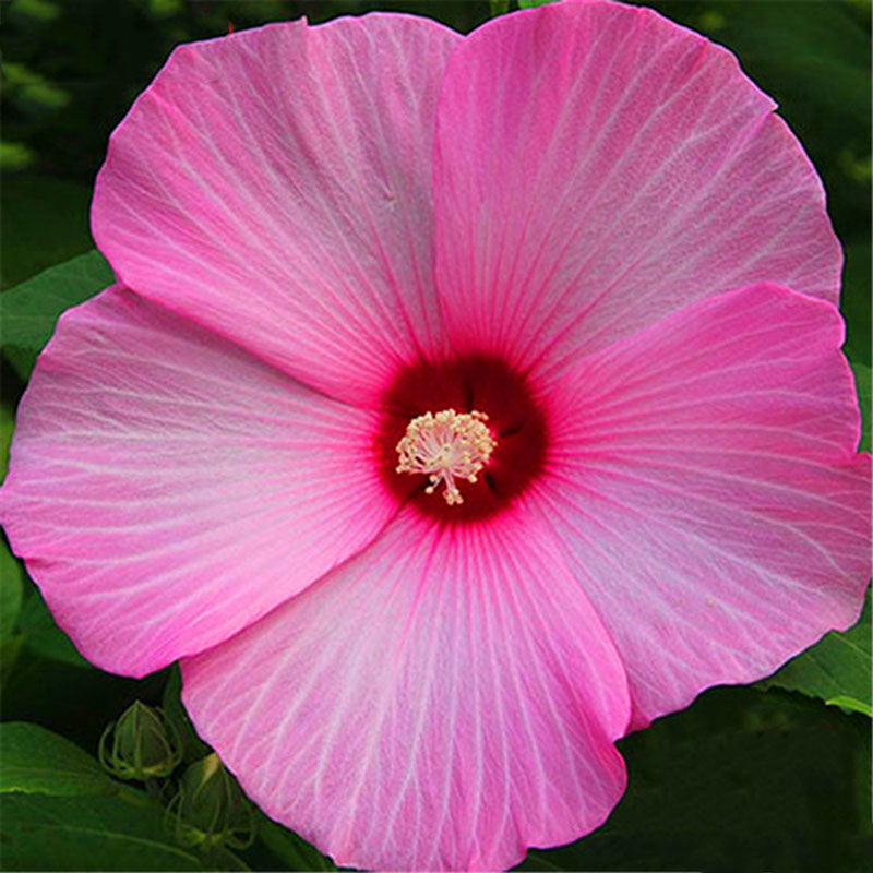 Egrow 50 Pcs/Pack Giant Hibiscus Seeds Flower Flores Beautiful Flower Bonsai Plant DIY Home Garden