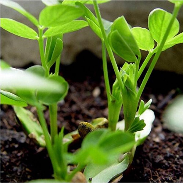 Egrow 10Pcs/Pack Black Peanut Seeds Organic Fruit Vegetable Home DIY Snacks Plants Seeds