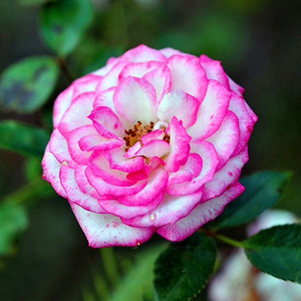 Egrow 100Pcs/Pack White Edge Rose Seeds Indoor Balcony Decoration Bonsai Potted Rose Flower Seeds