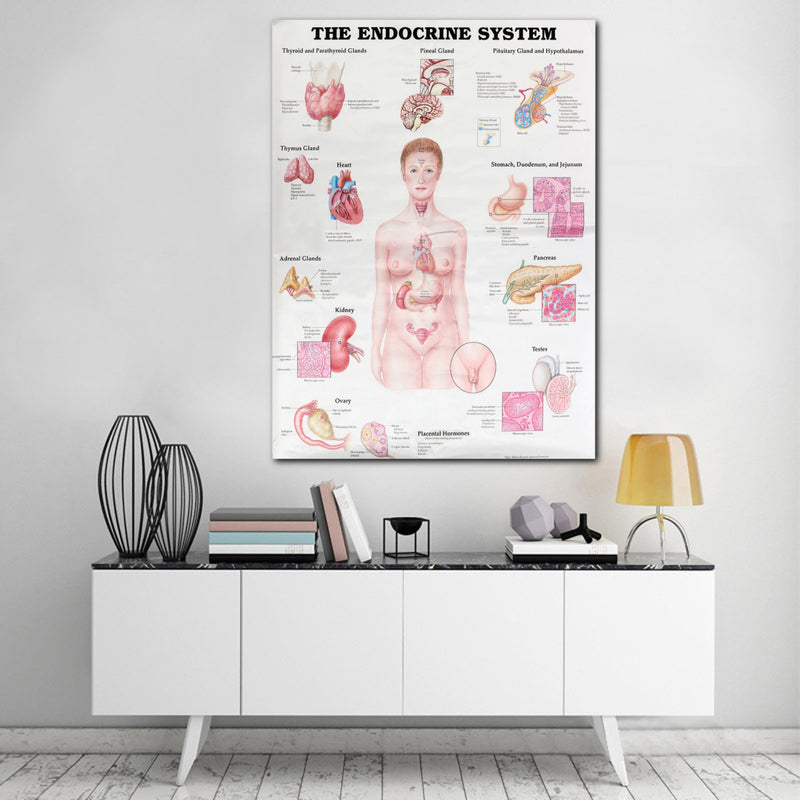60x80cm The Endocrine System Poster Anatomical Chart Woman Body Educational Medical