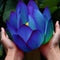 10Pcs Flower Seeds Blue Lotus Seeds Aquatic Plants Water Lily Plants Midnight Blue Lotus