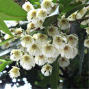 Egrow 30 Pcs/Pack Elaeocarpus Seeds Elaeocarpus Decipiens Tree Plant Elaeocarpus Sylvestris