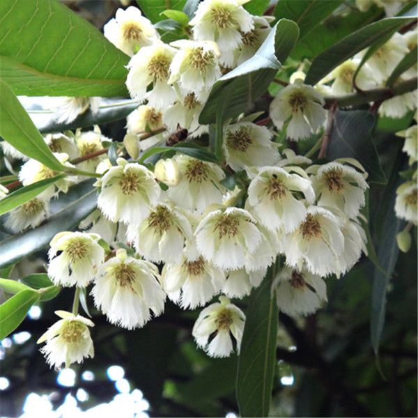 Egrow 30 Pcs/Pack Elaeocarpus Seeds Elaeocarpus Decipiens Tree Plant Elaeocarpus Sylvestris