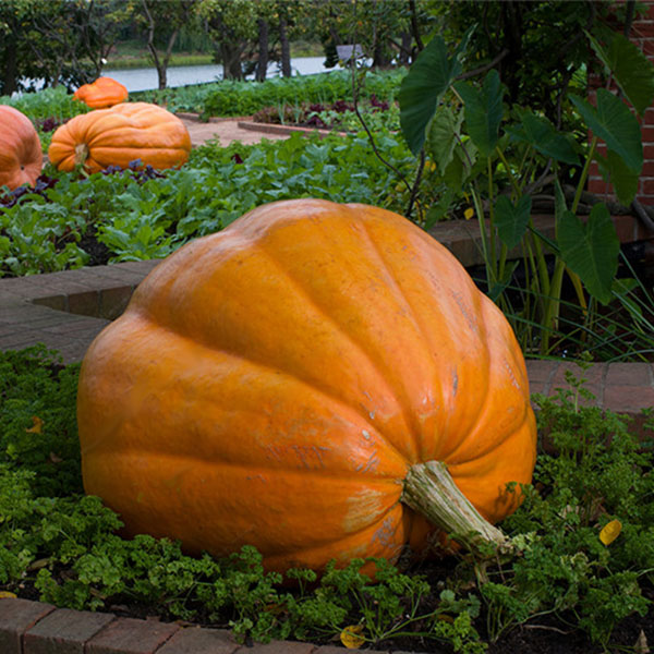 Egrow 10Pcs/Pack Giant Pumpkin Seed Big Squash Ornamental Ground Vegetable Seed Halloween Decoration