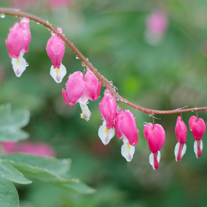 Egrow 10Pcs Dicentra Spectabilis Seeds Bleeding Heart Garden Plant Heart-Shaped Flowers