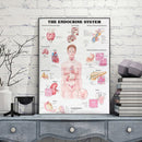 60x80cm The Endocrine System Poster Anatomical Chart Woman Body Educational Medical