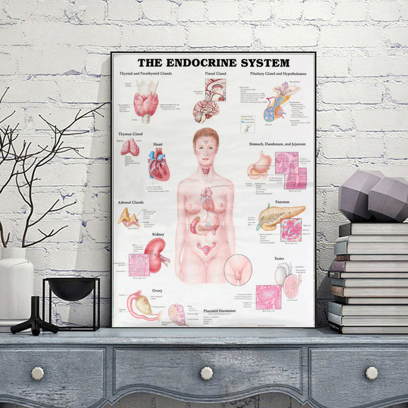 60x80cm The Endocrine System Poster Anatomical Chart Woman Body Educational Medical