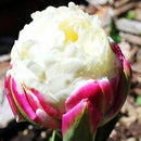 Egrow 100Pcs/Bag Icecream Tulips Seeds Rare Artificially Cultivated Perennial Bulb Flowers Seeds