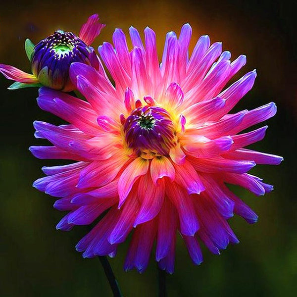 Egrow 100Pcs/Bag Rare Rainbow Chinese Peony Flowers Seeds Bonsai Garden for Home Garden Plants