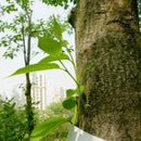 Egrow 100 Pcs Eucommia Seeds Eucommiae Gutta Tree Home Garden Decoration Plant