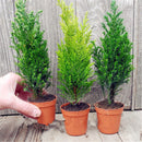 Egrow 50 PCS Italian Cypress Tree Seeds Cupressus Sempervirens Home Garden Bonsai Planting Seeds