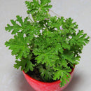 Egrow 100Pcs/Bag Mozzie Buster Seeds Riddex Plant Seeds Mosquito Repelling Grass Mozzie Buster Seeds