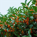Egrow 30 Pcs/Pack Sweet Scented Osmanthus Tree Seeds Sweet Scented Osmanthus Tree