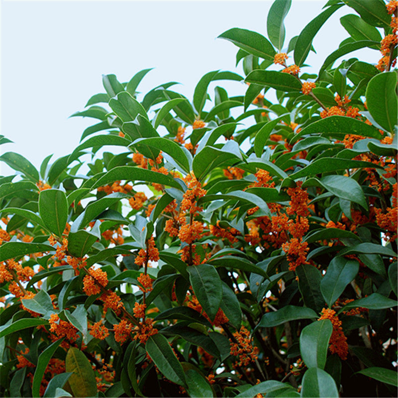 Egrow 30 Pcs/Pack Sweet Scented Osmanthus Tree Seeds Sweet Scented Osmanthus Tree