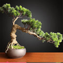 50PCS Juniper Bonsai Tree Potted Flowers Office Bonsai Purify the Air Juniper Seeds