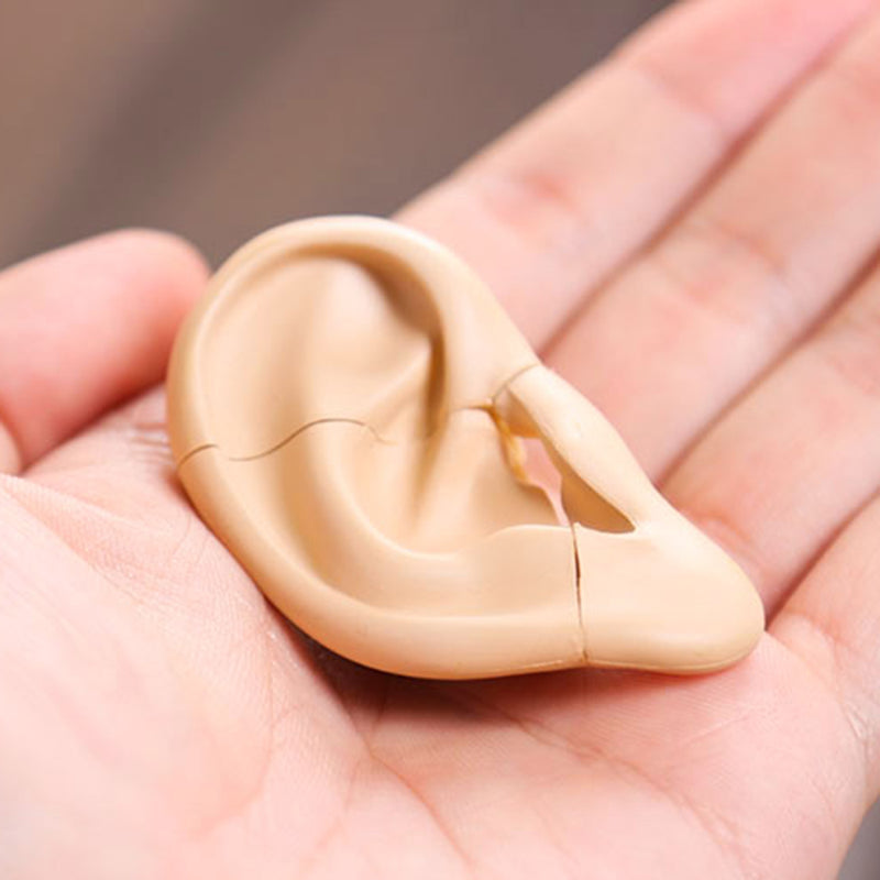 4D Vision Human Ear Anatomy Model Anatomical Medical Learn Study Equipment