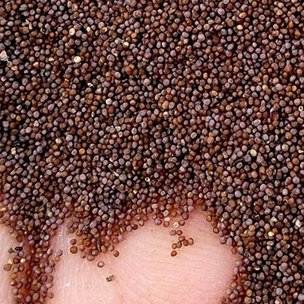 Egrow 100Pcs/Bag Petunia Seeds Rare Variety Hardy Lasting Balcony Yard Flowers Seeds Easy to Grow