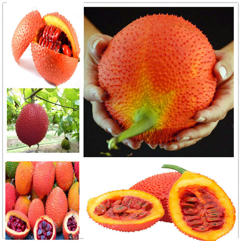 Egrow 10 Pcs/Pack Bitter Melon Seeds Fruit Bonsai Momordica Cochinchinensis Bonsai Spreng Cochinchin Gourd Non-GMO Fruit Plant