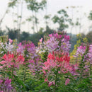 Egrow 100 Pcs/Pack Spiderflowe Seeds Bonsais Balcony Garden Greening Project Greening Bonsais Planting Potted Plants