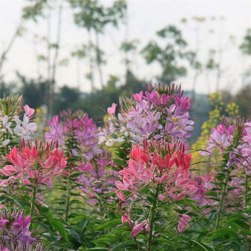 Egrow 100 Pcs/Pack Spiderflowe Seeds Bonsais Balcony Garden Greening Project Greening Bonsais Planting Potted Plants