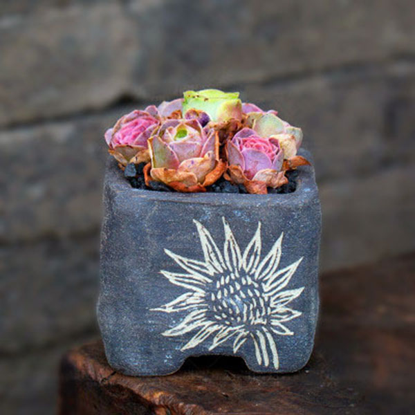 Egrow 100 Pcs/Bag Succulent Seeds Mountain Desert Rose Plants Ornamental Bonsai Flower Seed