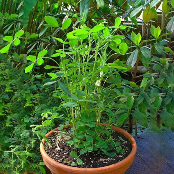 Egrow 10Pcs/Pack Black Peanut Seeds Organic Fruit Vegetable Home DIY Snacks Plants Seeds