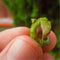 Egrow 60 Pcs/Pack Platycladus Seeds Platycladus Orientalis Tree Home Garden Decoration Plant