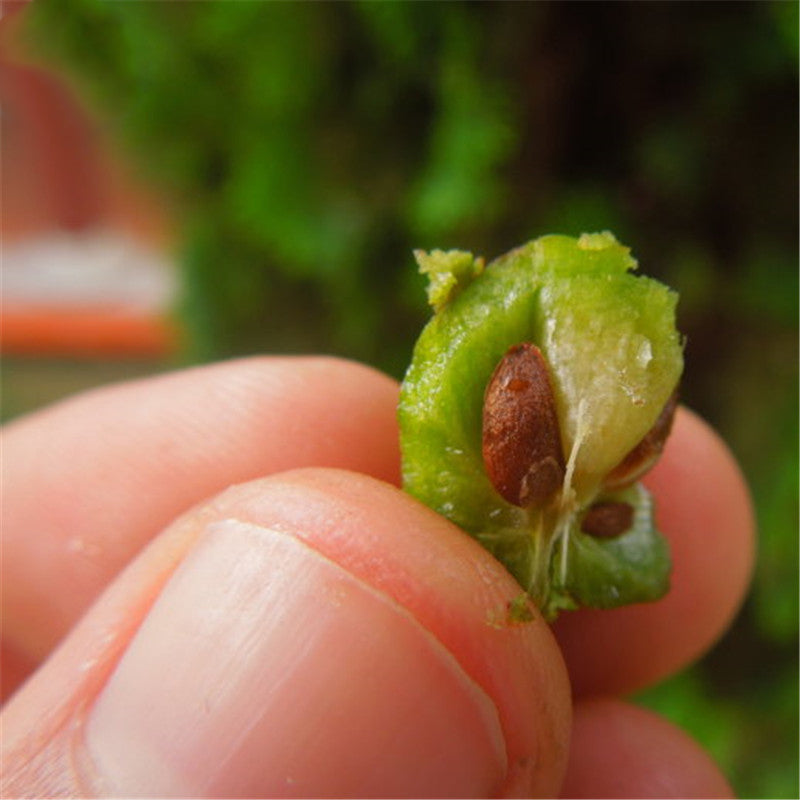 Egrow 60 Pcs/Pack Platycladus Seeds Platycladus Orientalis Tree Home Garden Decoration Plant