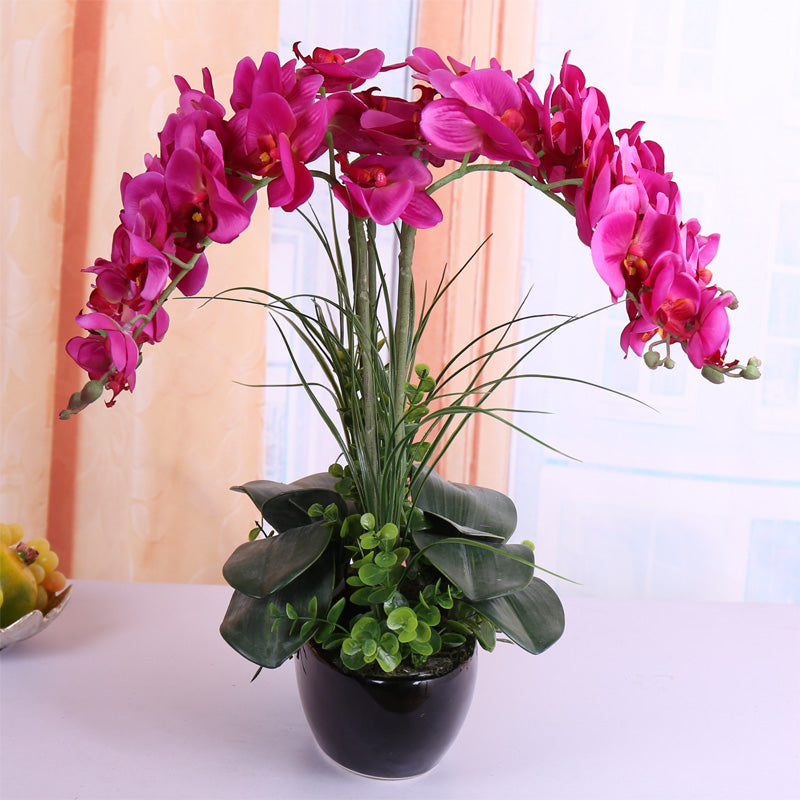 Egrow 100Pcs Phalaenopsis Seeds Living Room Decoration Flowers Potted Plant Seed Home Garden