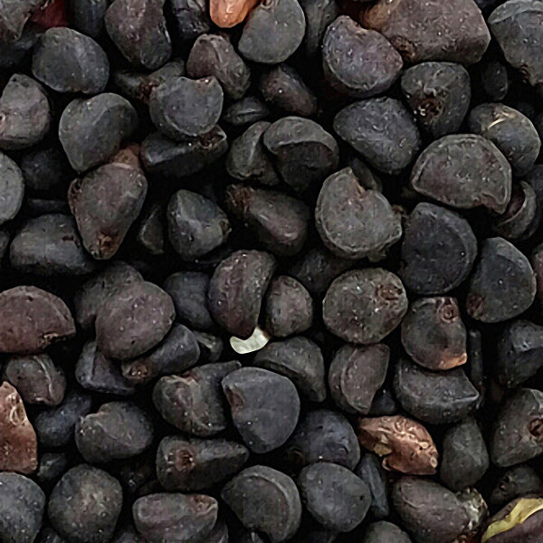 Egrow 20Pcs/Pack Venice Blue Morning Glory Seeds Home Garden Decoration Flower Seeds