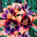 Egrow 100 PCS Perfume Liliy Seeds Cheap Perfume Lilies Seeds, Rare Color Flower Garden Plant