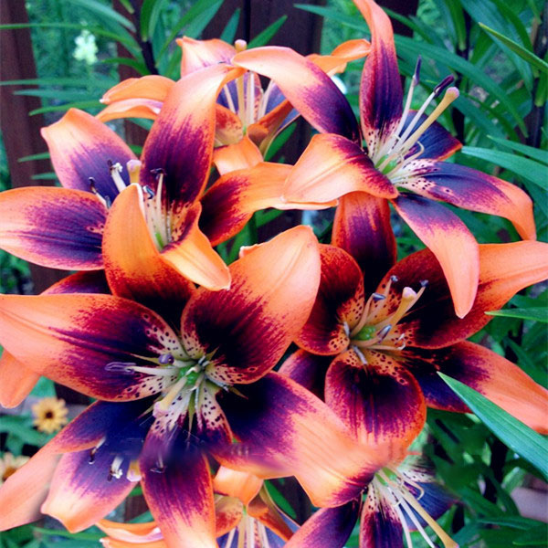 Egrow 100 PCS Perfume Liliy Seeds Cheap Perfume Lilies Seeds, Rare Color Flower Garden Plant