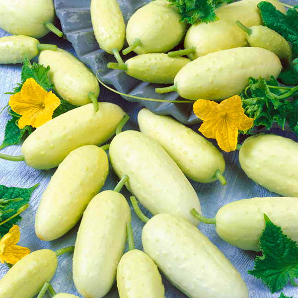 Egrow 50 Pcs/Pack White Cucumber Seeds Garden Balcony Vegetable Fruit Cucumber Seed Planting