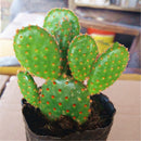 Egrow 100Pcs/Bag Opuntia Microdasys Seeds Bonsai Succulent Plants Green Radiation Protection Cactus