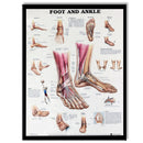 Anatomy of Foot and Ankle Poster Anatomical Chart Human Body Educational Home Decor
