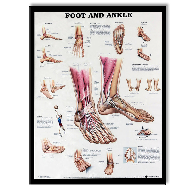 Anatomy of Foot and Ankle Poster Anatomical Chart Human Body Educational Home Decor